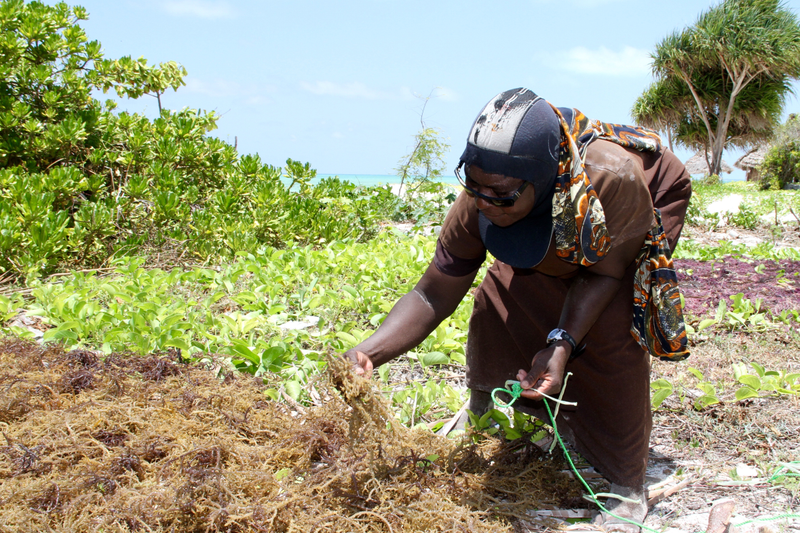 Sibeha Mustafa inspecting her small seaweed farm in Zanzibar.